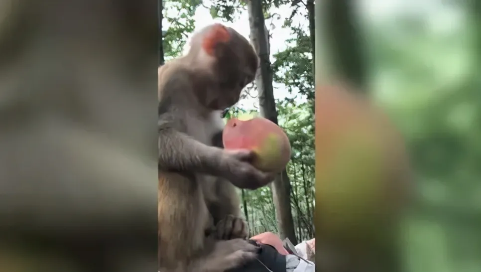猴子喜欢吃什么 | 自然界中猴子主要爱吃的食物是什么
