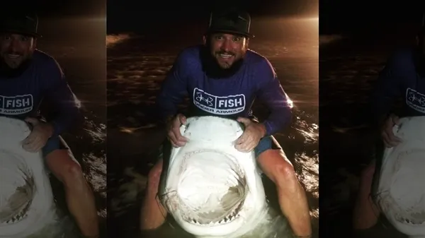 美国一男子成功捕获一头3.6米长的虎鲨