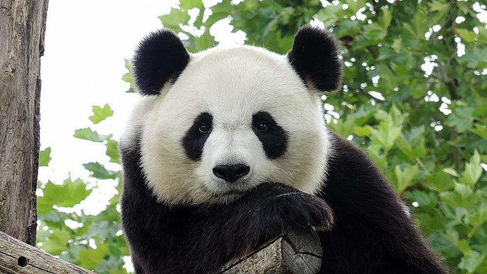 熊猫寿命大约是多少年 | 平均寿命