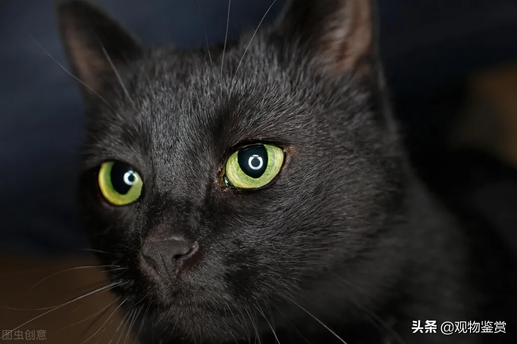 纯黑色的猫是什么品种 | 纯黑猫的品种大全以及特点