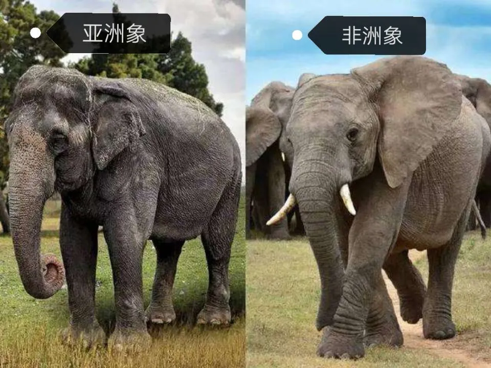 一头大象重多少吨 | 最大的大象有