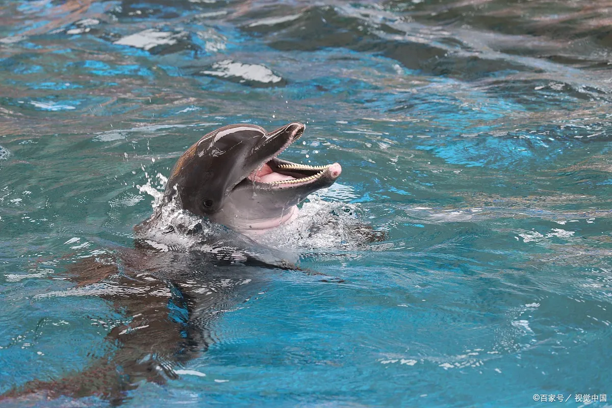 海豚用什么呼吸空气 | 海豚是鼻孔