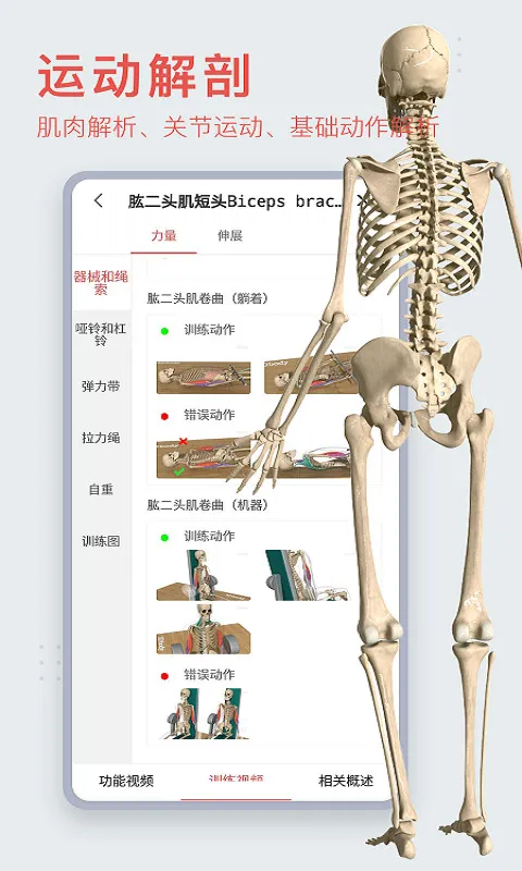 骨骼动画制作软件推荐下载 可以制