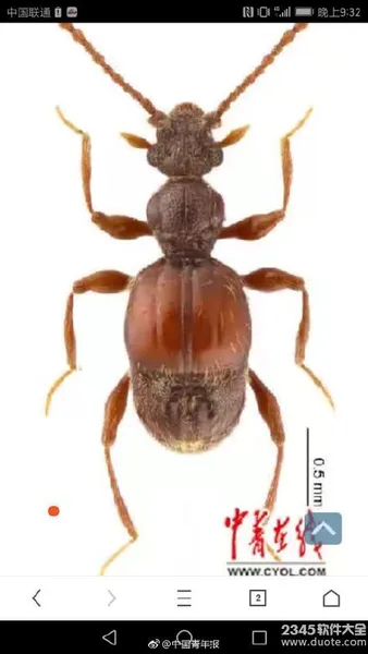 上海动物园发现新物种被命名：西郊公园毛角蚁甲