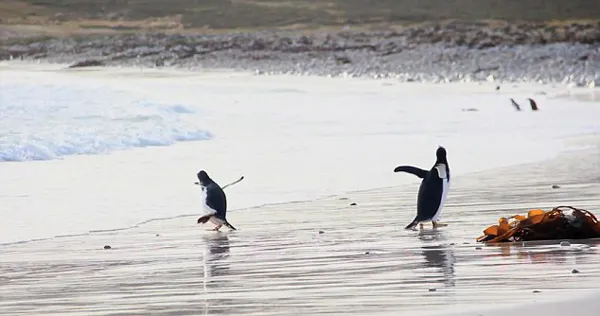 企鹅怕冷吗？企鹅怕什么？南美一企鹅怕冷水急忙躲避潮水【视频】