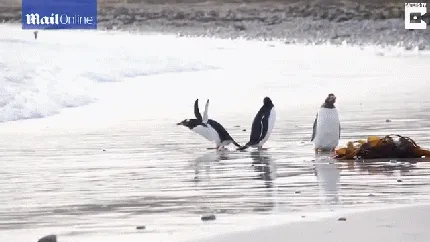 企鹅怕冷吗？企鹅怕什么？南美一企鹅怕冷水急忙躲避潮水【视频】