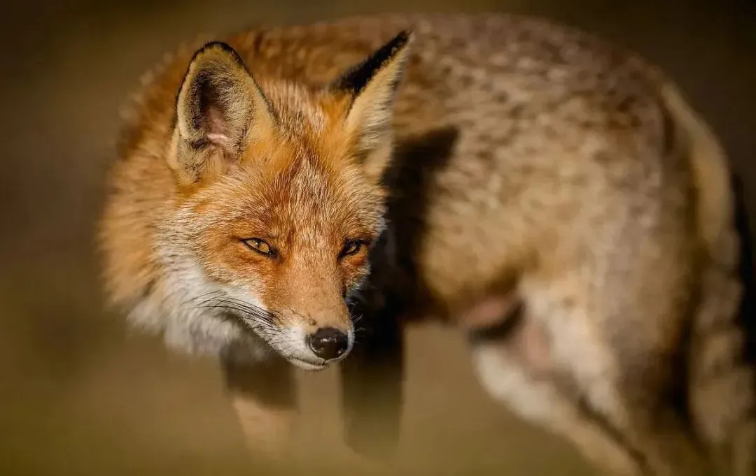 狐狸是国家保护动物吗(是国家“三有”保护动物)