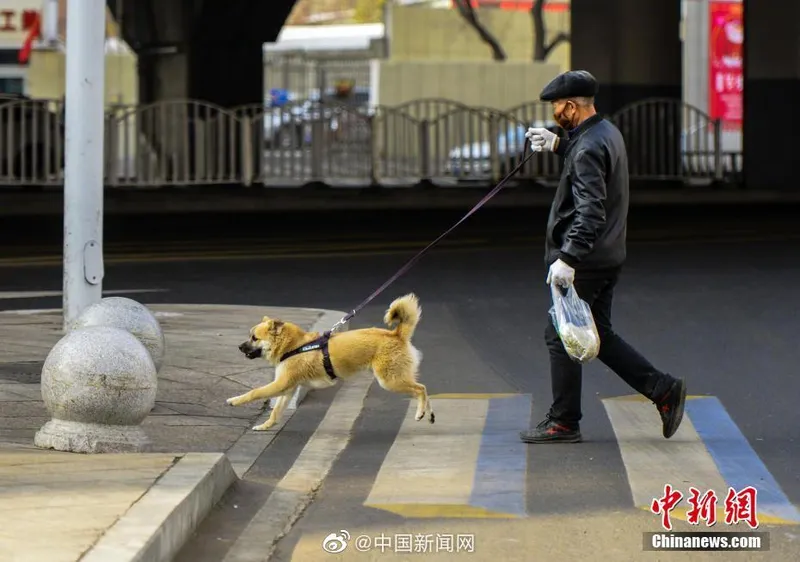 重庆拟规定不得遗弃饲养犬只  重庆市养犬管理暂行办法处罚 重庆市养犬管理办法