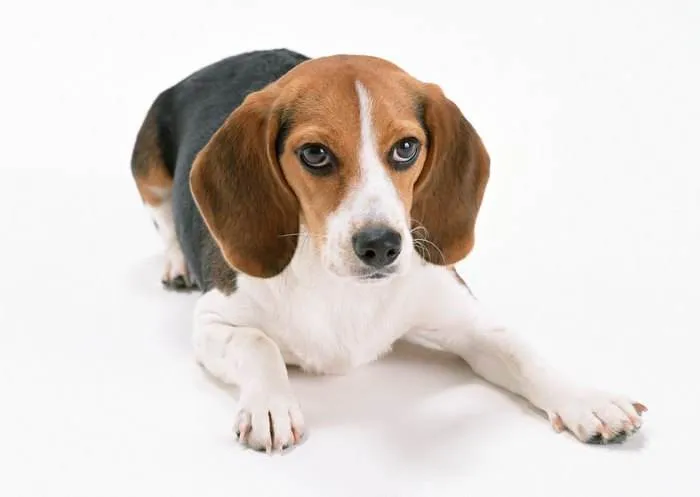 大耳朵的狗狗都是什么品种 | 10种