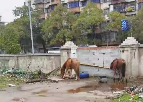 城管队员巡逻时，发现违规饲养在城区的马匹。受访者供图