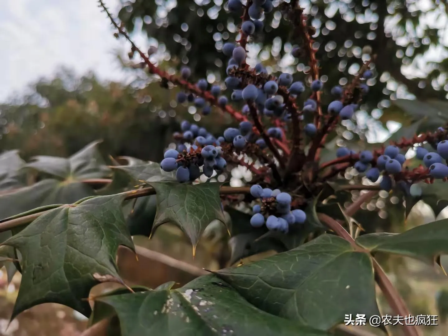 十大功劳的别名 | 它又名老鼠刺、