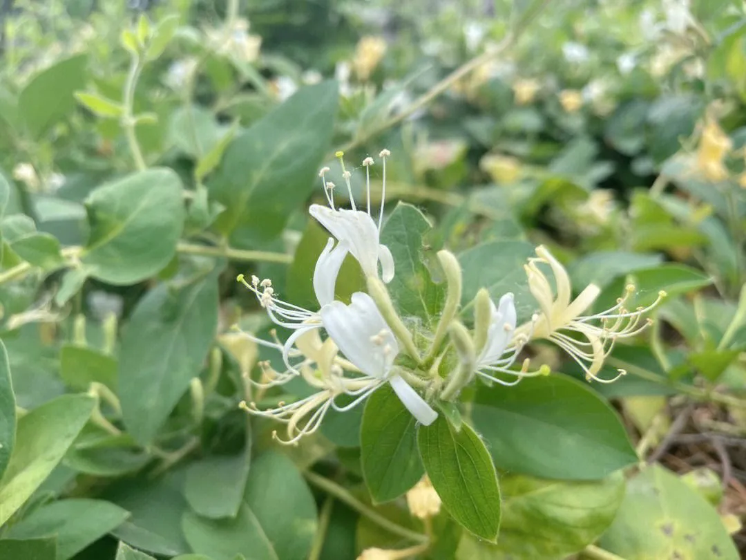 草药种植什么最赚钱 | 种植哪种药