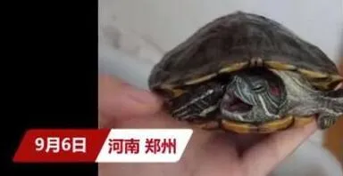 命真大!大学生8个月后返校乌龟还活着 为啥武汉大学生返校发现乌龟变龟壳?