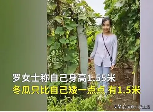 1.55米女子种出1.5米高冬瓜，“吃瓜”小伙伴，速来围观