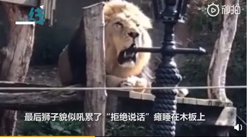 动物园狮子与游客对吼互杠画面曝光 狮子吼累了瘫睡在木板上