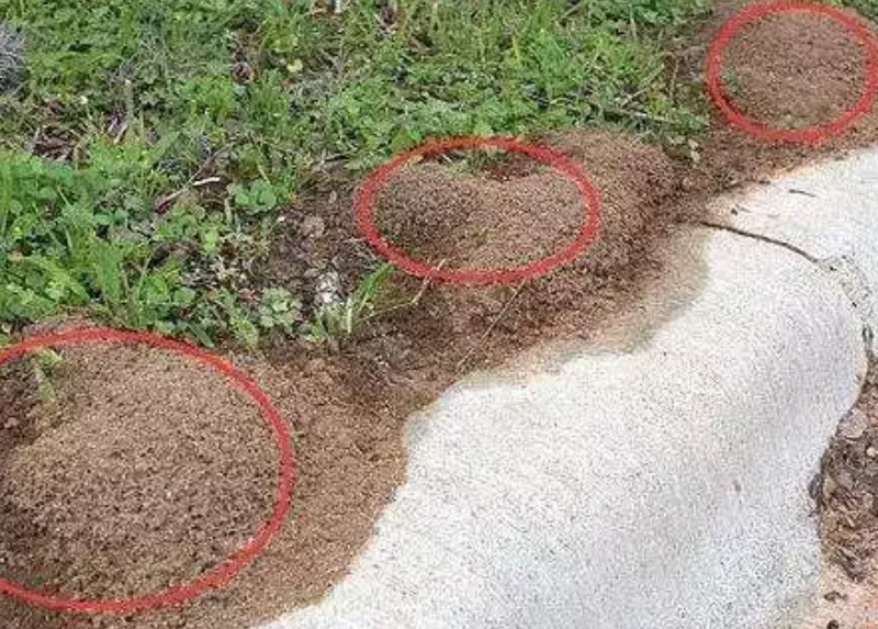女子景区被蚂蚁叮咬心脏骤停，什么样的蚂蚁这么毒？