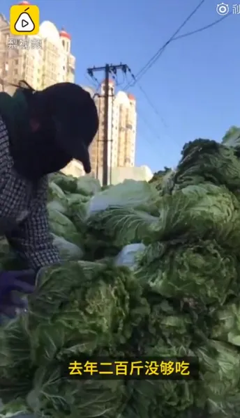 东北大娘雇车囤300斤白菜，菜农：最多有买1000斤的