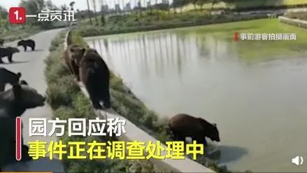 游客讲述上海野生动物园游览经历怎么回事？现场情况让人心惊胆战