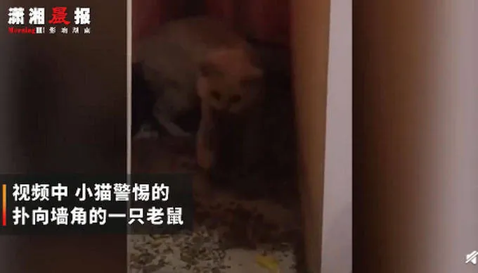 宠物猫在家捕4只老鼠整齐摆一起画面曝光 网友戏称这年头懂业务的猫不多了