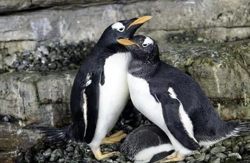 同性恋公企鹅时隔一年再偷蛋怎么回事？试图自己悄悄孵出来