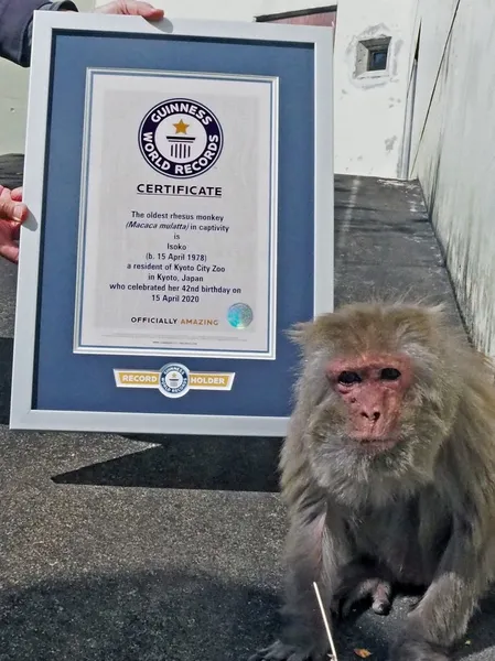 42岁猕猴获世界纪录怎么回事？42岁猕猴获什么纪录？世界上最长寿的猴子
