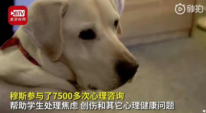 8岁治疗犬获博士学位什么情况？8岁治疗犬帮千人摆脱焦虑