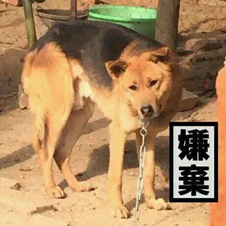 抖音双标梗介绍 抖音流行双标梗有哪些汇总