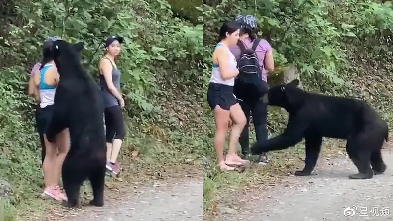 3名女子路遇黑熊被熊抱怎么回事？详细经过现场图曝光惊得人一身冷汗