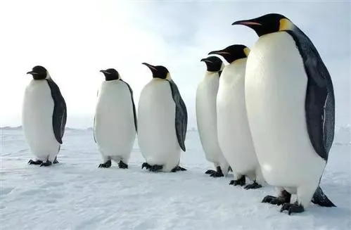 为什么北极没有企鹅 企鹅送到北极会死吗 企鹅吃人事件