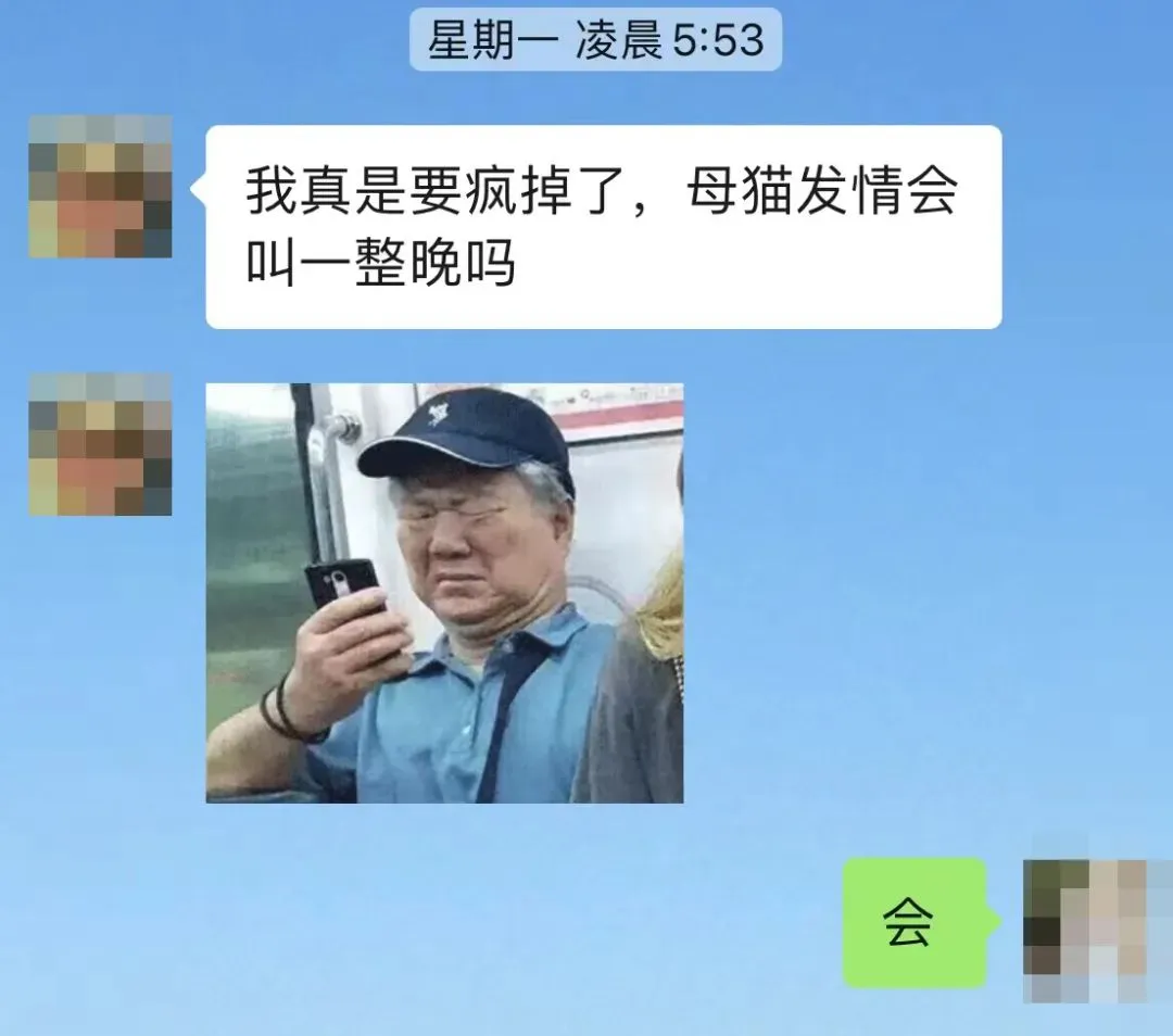 母猫不绝育会怎么样(铲屎官简直成了被熬的鹰)