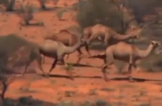 澳大利亚已射杀5000头骆驼
