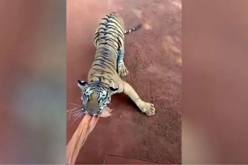 印巴士遭老虎猛追什么情况？猛虎紧紧咬住巴士窗帘不放现场视频