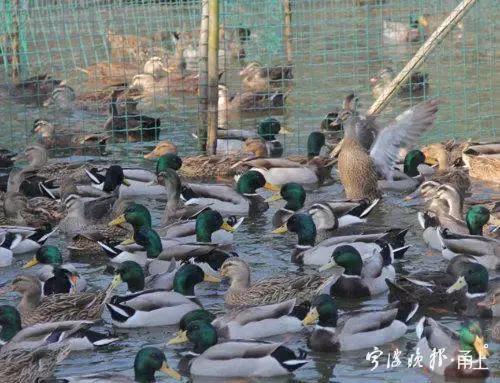 浙江10万鸭子出征巴基斯坦灭蝗怎么回事？10万鸭子出征仪式曝光