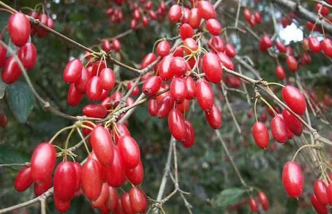 山茱萸别名叫什么 | 农村这种很像红枣的野果，俗称“药枣”，十分名贵