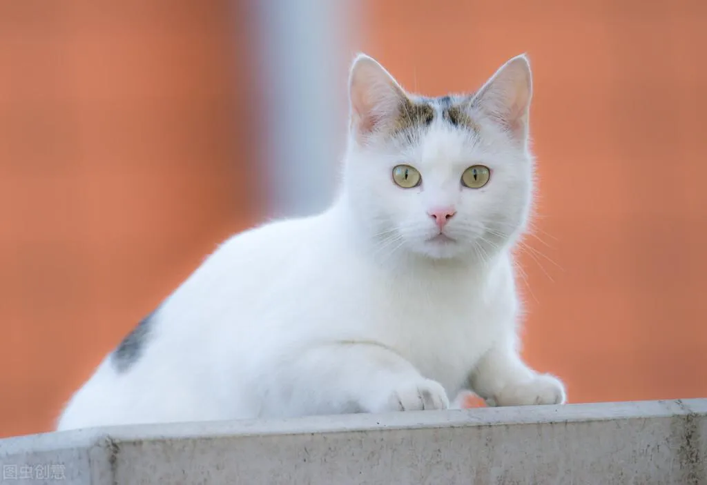 幼猫喝什么代替猫奶(失去母猫的小猫怎么养活)