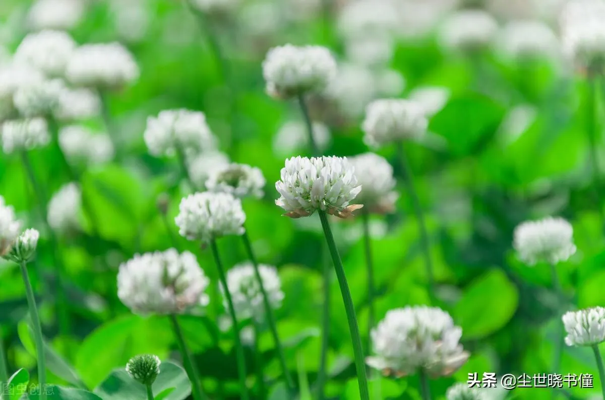 花非花白居易古诗意思 | 白居易《