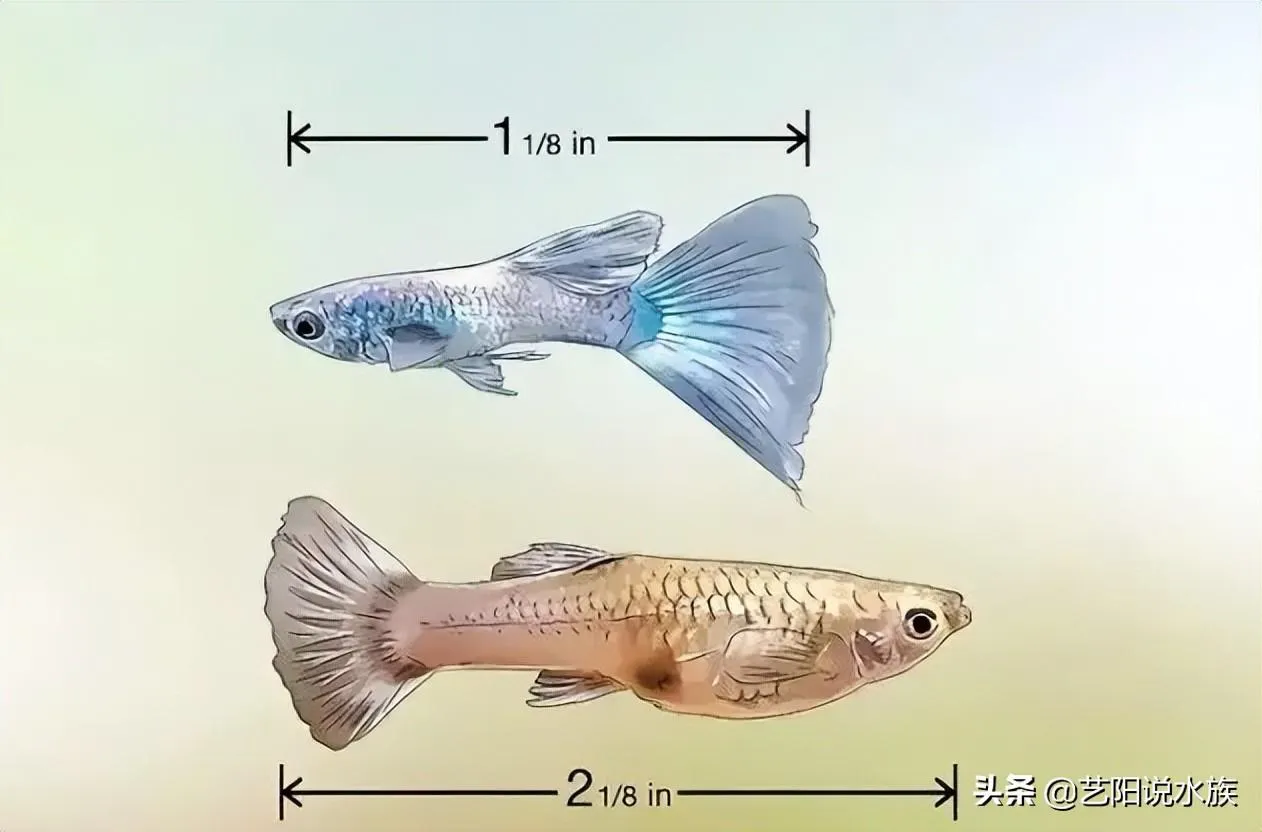 孔雀鱼怎么分公母(快速分辨孔雀鱼雌雄的方法图解)