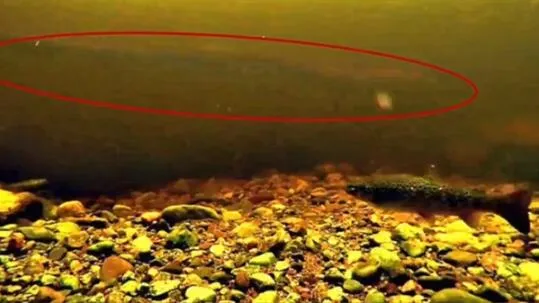 尼斯湖拍到巨型鳗鱼是什么？尼斯湖拍到巨型鳗鱼视频画面曝光