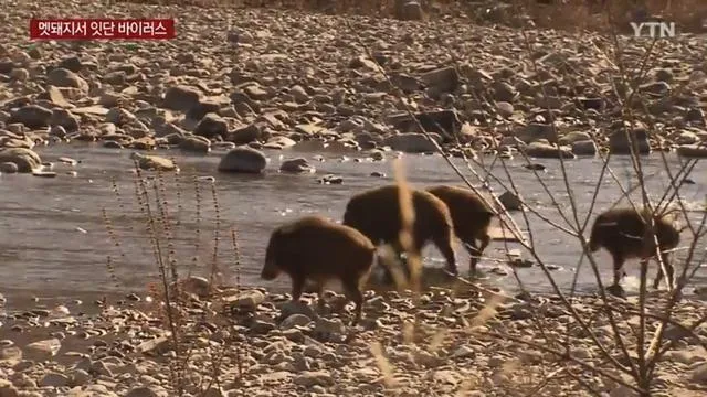 野猪身上连续发现非洲猪瘟病毒，韩国决定大规模捕捉、射杀野猪