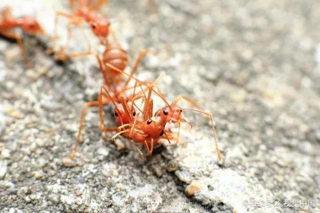 别摸,东京出现剧毒致死红火蚂蚁!我国红火蚁长相高清图集