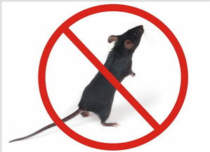 家里放一物绝对没老鼠 放什么东西老鼠不敢来 屋里喷什么能驱赶老鼠?