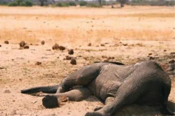 120头大象死于致命干旱怎么回事 事件背后原因令人心寒