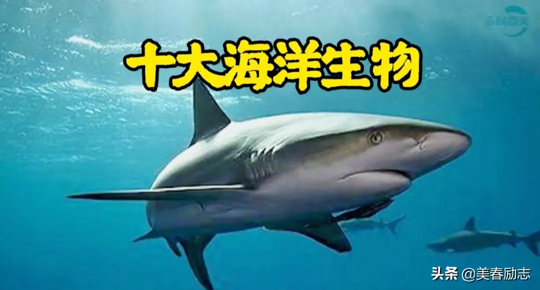 大海里有哪些动物 | 十大海洋生物有哪些特点