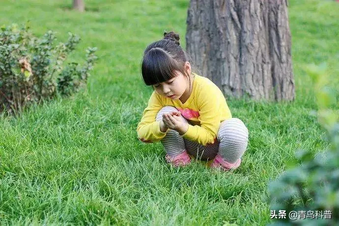 蟋蟀和蝈蝈的区别 | 蝈蝈和蟋蟀是同一种动物吗