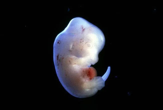 日本政府批准人兽杂交胚胎实验？人兽杂交胚胎允许研究者将胚胎生下来？