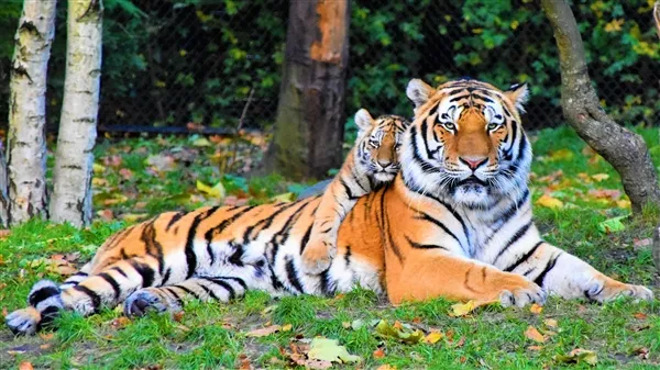 印度的老虎数量正在持续增长