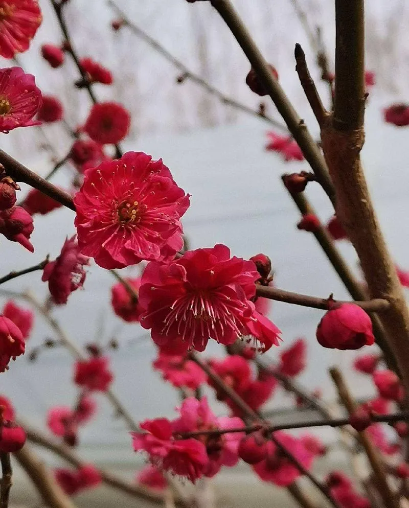 梅花十大稀有品种之首 | 名贵梅花