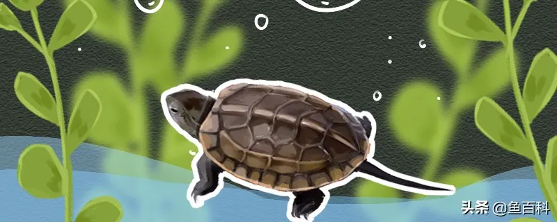 养草龟放多少水最好 | 家养草龟用多深的水比较合适