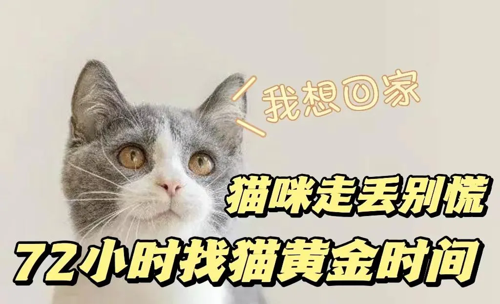 猫丢失了最有效方法找回来(5招找猫很灵的方法)