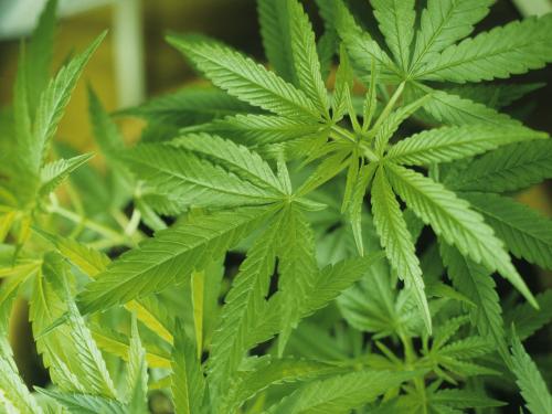 摩洛哥查获27.3吨大麻制品，这些大麻准备走私欧洲？大麻到底长什么样子？